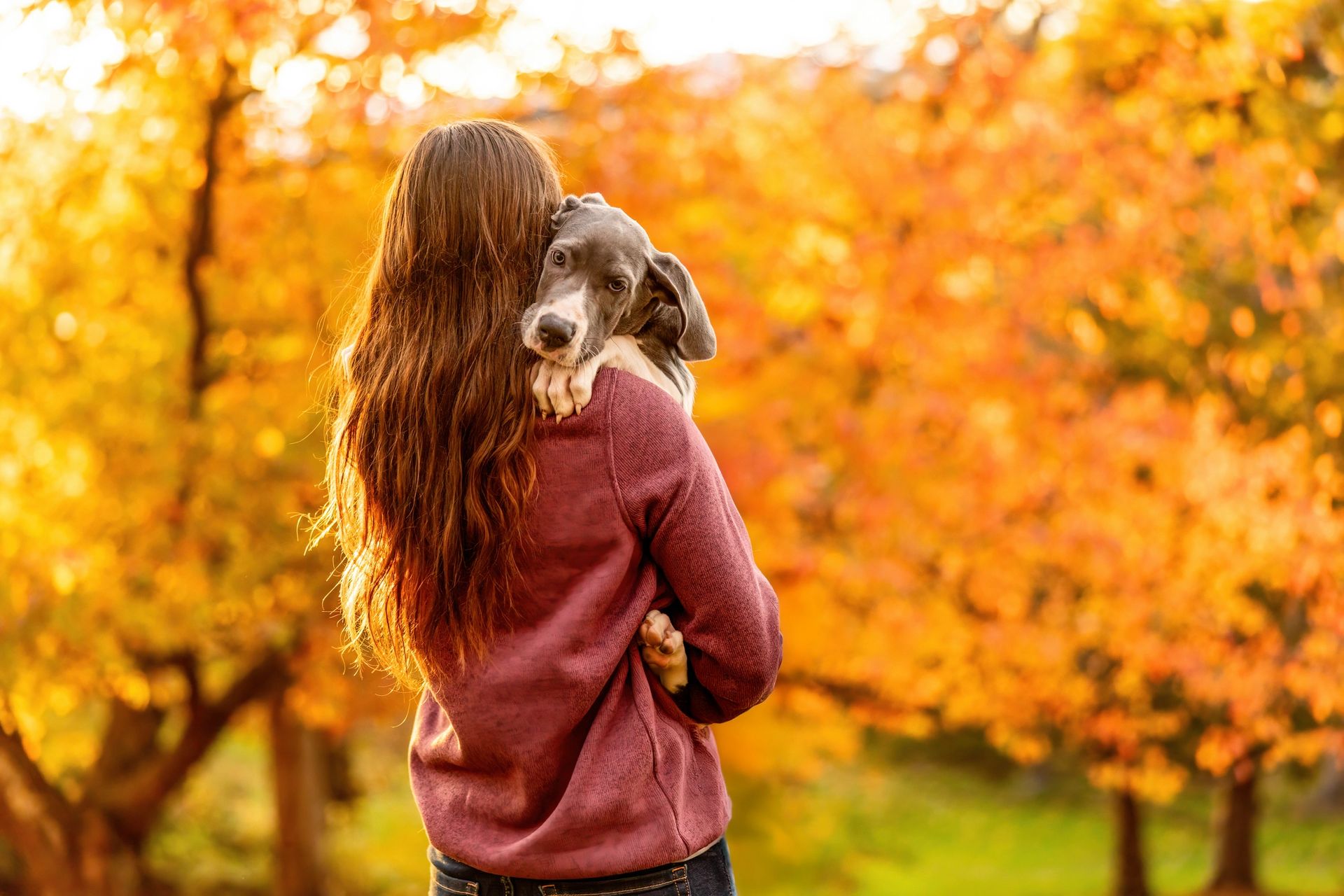 Autumn pet portrait with fall foliage